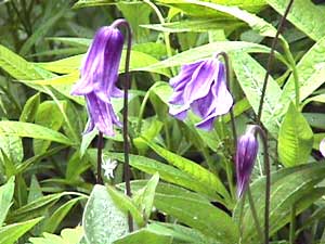معرفی گل و گیاه >>>>>> کلماتیس: Clematis integrifolia
