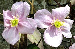 معرفی گل و گیاه >>>>>> کلماتیس کوهی: Clematis montana Elizabeth