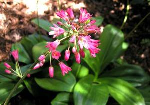 معرفی گل و گیاه >>>>>> کلینتونیا: Clintonia andrewsiana