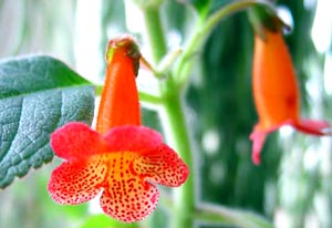 معرفی گل و گیاه >>>>>> کولریا: Kohleria eriantha