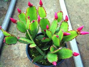 معرفی گل و گیاه >>>>>> كاكتوس كریسمس: Zygocactus truncates