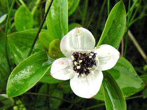 معرفی گل و گیاه >>>>>>كرنوس خزنده : Cornus suecica