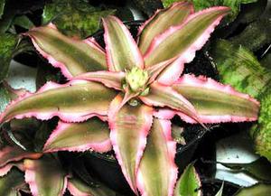 معرفی گل و گیاه >>>>>> كریپتانتوس رنگارنگ: Cryptanthus bromeliodes tricolor