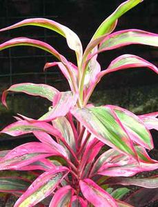 معرفی گل و گیاه >>>>>> كوردیلین: Cordyline Fruticosa Tricolor