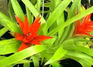 معرفی گل و گیاه >>>>>> گازمانیا: Guzmania minor