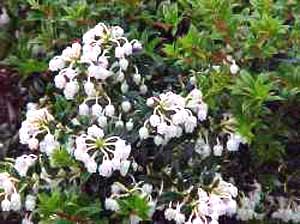 معرفی گل و گیاه >>>>>> گالتریا: Gaultheria mucronata Wintertime