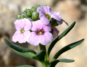 معرفی گل و گیاه >>>>>> گل آتشین: Aethionema qrandiflorum