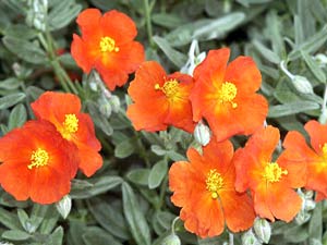 معرفی گل و گیاه >>>>>> گل آفتابی سکه‌ای: Helianthemum nummlarium