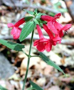 معرفی گل و گیاه >>>>>> گل آویز کالیفرنیای: Zauschneria califoenica