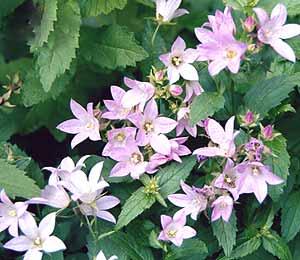 معرفی گل و گیاه >>>>>> گل استكانی: Campanula Lactiflora