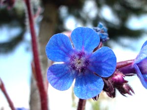 معرفی گل و گیاه >>>>>> گل انچوزا: Anchusa azurea loddon Rogalist