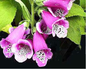 معرفی گل و گیاه >>>>>> گل انگشتانه: Digitalis Purpurea