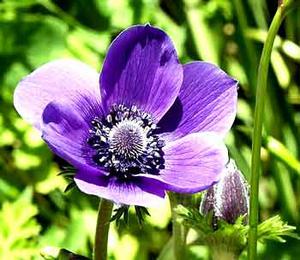 معرفی گل و گیاه >>>>>> گل باد: Anemone coronaria