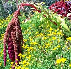 معرفی گل و گیاه >>>>>> گل تاج خروس دم گربه‌ای: Amaranthus caudatus