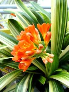 معرفی گل و گیاه >>>>>> گل خورشیدی: Clivia miniata