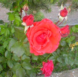 معرفی گل و گیاه >>>>>> گل رز: Rosa Anna Ford