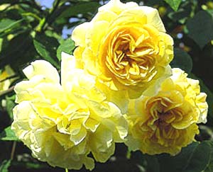 معرفی گل و گیاه >>>>>> گل رز زرد: Rosa Buff Beautg