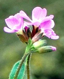 معرفی گل و گیاه >>>>>> گل رشاد: Arabis blepharophylla Fruhlingszauber