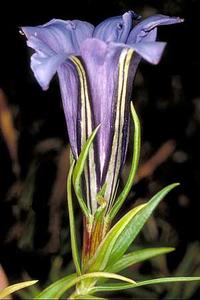 معرفی گل و گیاه >>>>>> گل سپاس: Gentiana kingfisher