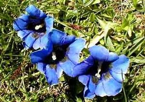معرفی گل و گیاه >>>>>> گل سپاس (جنتیانا): Gentiana ternifolia