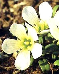 معرفی گل و گیاه >>>>>> گل سپاس سفید: Gentiana Saxosa
