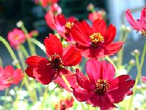معرفی گل و گیاه >>>>>> گل ستاره‌ای: Cosmos atrosanguineus