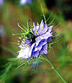 معرفی گل و گیاه >>>>>> گل سیاه دانه: Nigella damascena