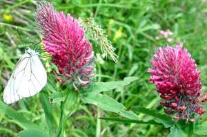 معرفی گل و گیاه >>>>>> گل شبدر: Trifolium rubens