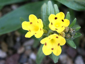 معرفی گل و گیاه >>>>>> گل عسلی: Arnebia pulchra