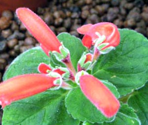 معرفی گل و گیاه >>>>>> گل كاردینال: Sinningia cardinalis
