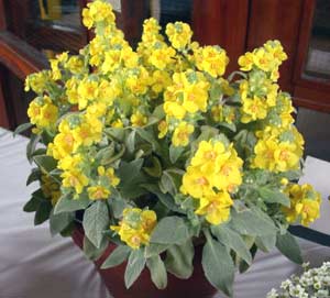 معرفی گل و گیاه >>>>>> گل ماهور زرد: Verbascum Dumulosum