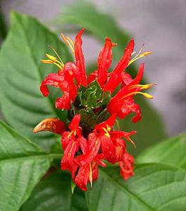 معرفی گل و گیاه >>>>>> گل مشعلی قرمز: Pachystachys Coccinea