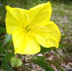 معرفی گل و گیاه >>>>>> گل مغربی: oenothera macrocarpa