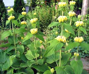 معرفی گل و گیاه >>>>>> گوش بره: Phlomis russeliana