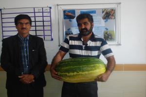 هندوانه های 37 کیلوگرمی در ابرکوه یزد برداشت شد