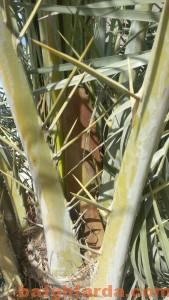 بهار زودرس در بافق