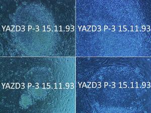 پژوهشکده علوم تولید مثل یزد