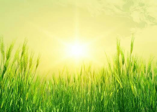 پیش بینی آسمانی صاف برای استان یزد