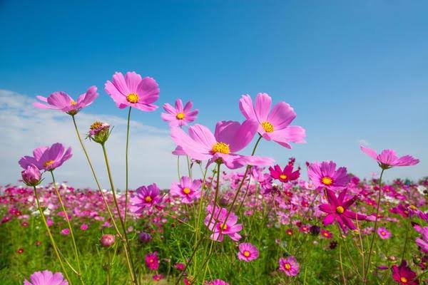کاهش تدریجی دما در استان یزد