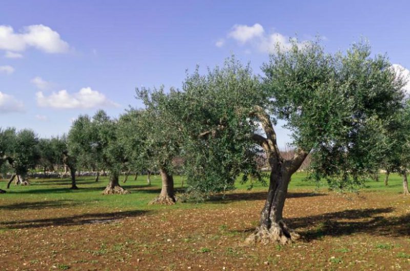 پیام شهروندان؛ کاشت درختان مثمر، میراثی ماندگار؛ نهال‌های بی‌ثمر، توقف کنید!