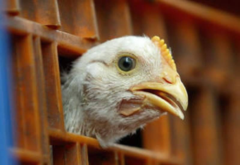 کشف بيش از 15 هزار کیلو مرغ زنده قاچاق در ابرکوه