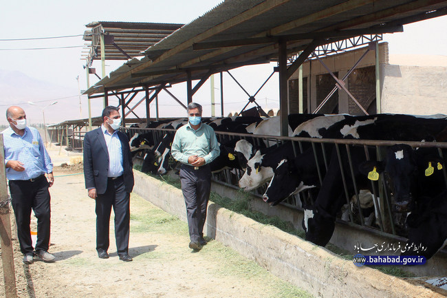 بازدید فرماندار بهاباد از یک واحد دامداری پرورش گاو شیری در بهاباد