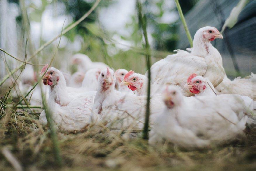 کشف بیش از ۲ هزار قطعه مرغ زنده بدون مجوز در تفت