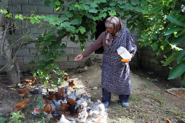 اشتغال‌زایی برای مددجویان بهابادی با توزیع مرغ‌های تخم‌گذار