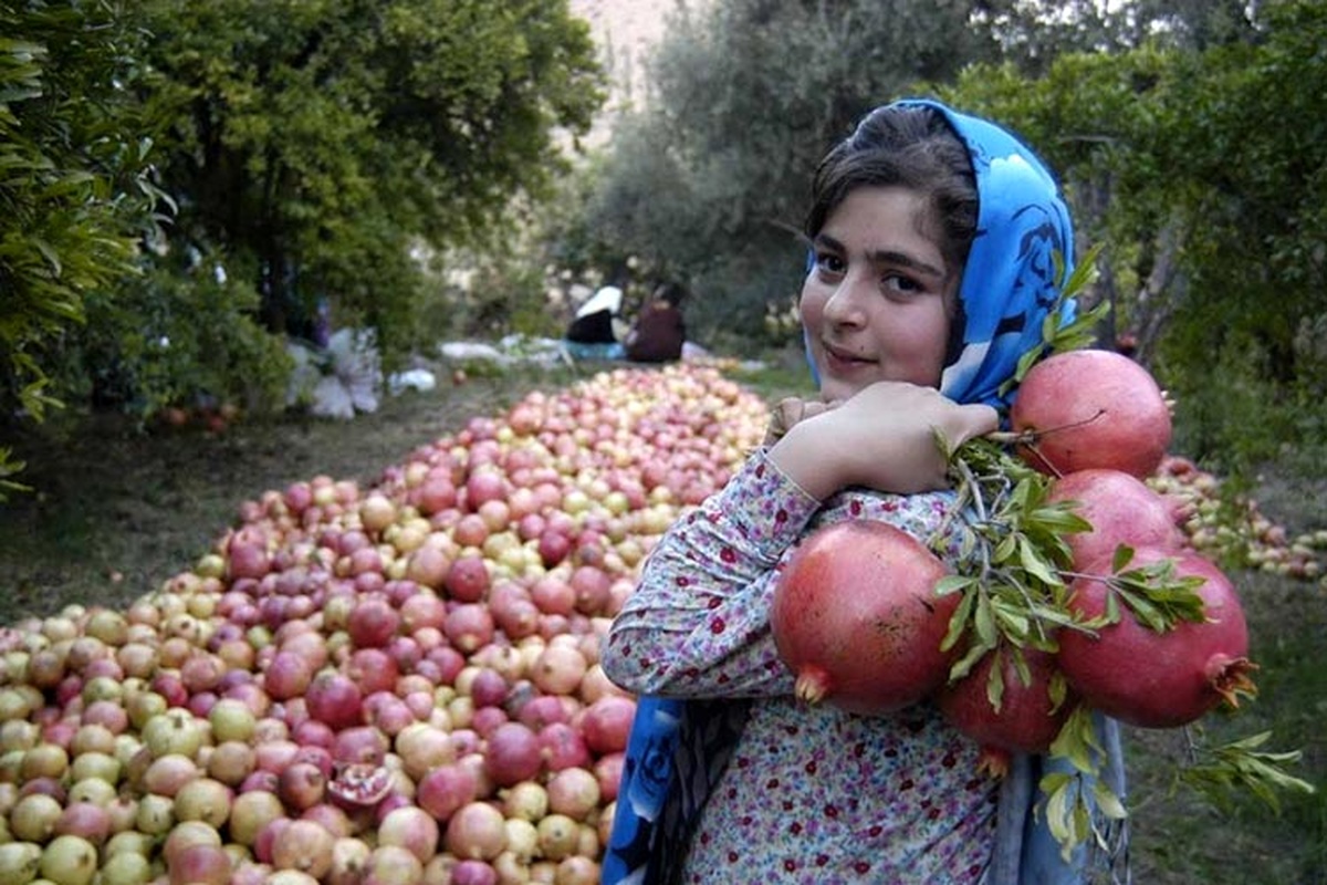 برگزاری جشنواره عکس انار در تفت