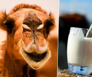 خواص فوق العاده شیر شتر برای زیبایی و درمان بیماری ها