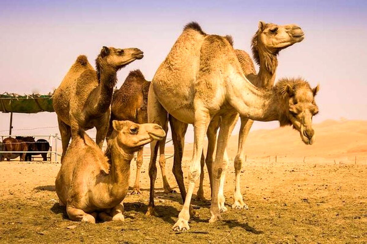 پیش‌بینی افزایش تولید گوشت شتر در استان یزد تا ۶۳۶ تن