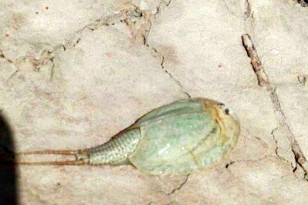 مشاهده فسیل زنده در تالاب بین‌المللی هامون