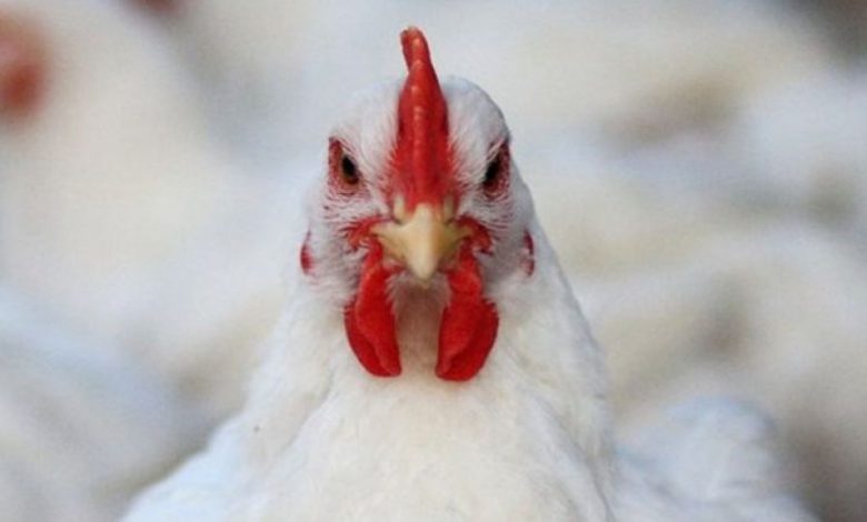 کشف مرغ زنده قاچاق در تفت