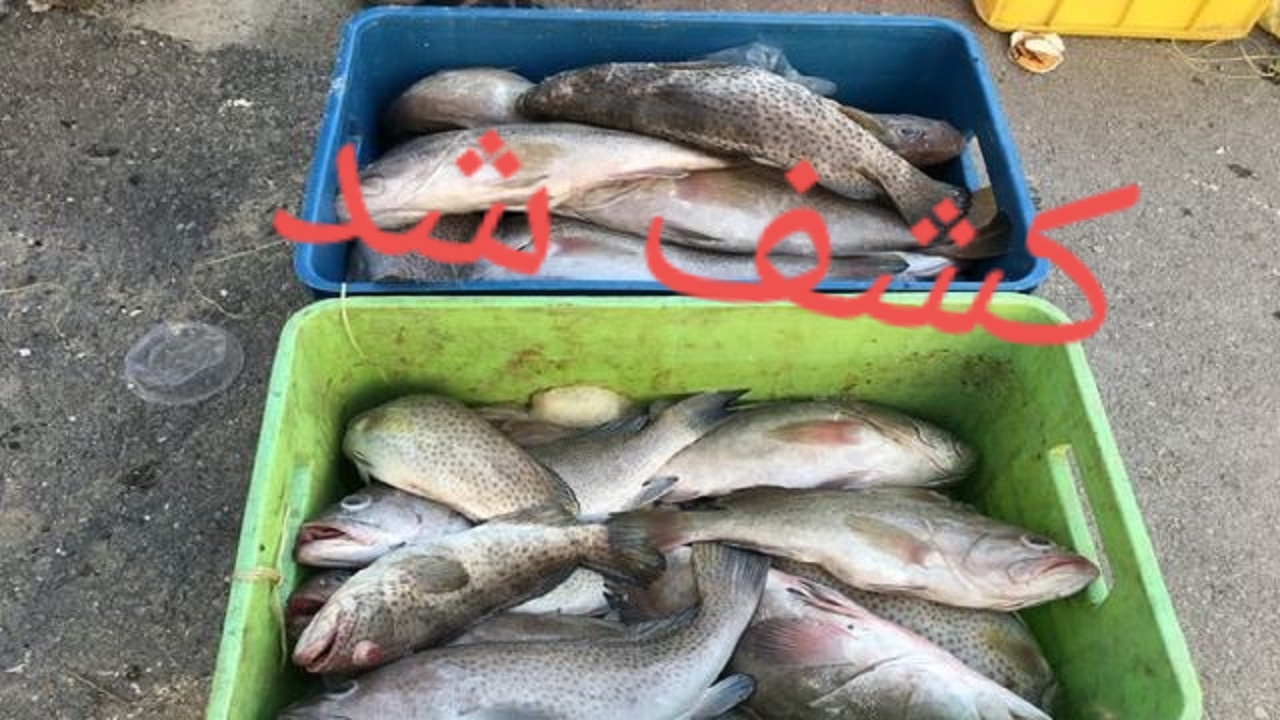 کشف ۵۰۰ کیلوگرم ماهی غیر مجاز در طبس